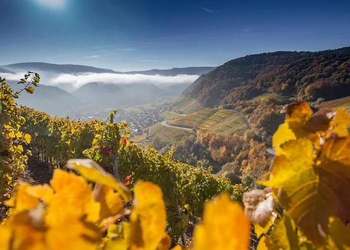 公寓 Wurzelecht 巴特诺因阿尔-阿尔韦勒